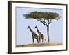 Maasai Giraffes Shade Themselves Beneath a Balanites Tree at the Masai Mara National Reserve-Nigel Pavitt-Framed Photographic Print