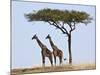 Maasai Giraffes Shade Themselves Beneath a Balanites Tree at the Masai Mara National Reserve-Nigel Pavitt-Mounted Photographic Print