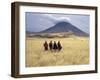 Maasai Warriors Stride across Golden Grass Plains at Foot of Ol Doinyo Lengai, 'Mountain of God'-Nigel Pavitt-Framed Photographic Print