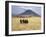 Maasai Warriors Stride across Golden Grass Plains at Foot of Ol Doinyo Lengai, 'Mountain of God'-Nigel Pavitt-Framed Photographic Print