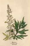 Eupatorium Cannabinum-Mabel E Step-Art Print