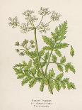 Beaked Parsley-Mabel E. Step-Art Print