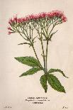 Plants, Spiraea Ulmaria-Mabel E Step-Art Print