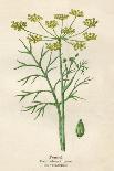 Beaked Parsley-Mabel E. Step-Framed Stretched Canvas