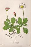 Plants, Conium Maculatum-Mabel E Step-Art Print