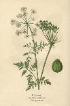 Beaked Parsley-Mabel E. Step-Framed Stretched Canvas