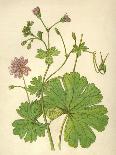 Plants, Geranium Molle-Mabel E Step-Art Print