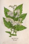 Eupatorium Cannabinum-Mabel E Step-Art Print