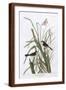 Brown Frame