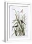 White Frame
