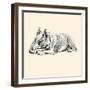 Mac The Pit Bull Terrier-Lucy Dawson-Framed Art Print