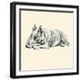 Mac The Pit Bull Terrier-Lucy Dawson-Framed Art Print