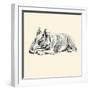 Mac The Pit Bull Terrier-Lucy Dawson-Framed Art Print