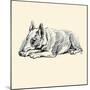 Mac The Pit Bull Terrier-Lucy Dawson-Mounted Art Print