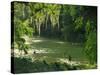 Macac River Running Through Rainforest at Old Man's Beard, Belize, Central America-Macleod Iain-Stretched Canvas