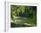 Macac River Running Through Rainforest at Old Man's Beard, Belize, Central America-Macleod Iain-Framed Photographic Print