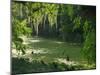 Macac River Running Through Rainforest at Old Man's Beard, Belize, Central America-Macleod Iain-Mounted Photographic Print