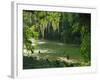 Macac River Running Through Rainforest at Old Man's Beard, Belize, Central America-Macleod Iain-Framed Photographic Print