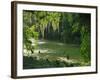 Macac River Running Through Rainforest at Old Man's Beard, Belize, Central America-Macleod Iain-Framed Photographic Print