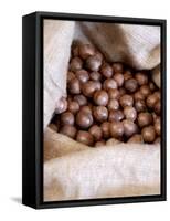 Macadamia Nuts, Ok Farms, Hilo, Big Island, Hawaii, USA-Cindy Miller Hopkins-Framed Stretched Canvas