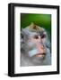 Macaque Monkey in Monkey Forest, Ubud, Bali, Indonesia-Greg Johnston-Framed Photographic Print