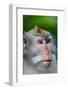 Macaque Monkey in Monkey Forest, Ubud, Bali, Indonesia-Greg Johnston-Framed Photographic Print