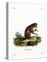 Macaque-null-Stretched Canvas