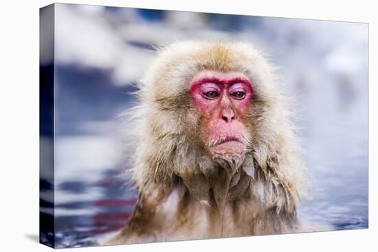 Macaques Bath in Hot Springs in Nagano, Japan.-SeanPavonePhoto-Stretched Canvas