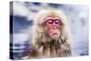 Macaques Bath in Hot Springs in Nagano, Japan.-SeanPavonePhoto-Stretched Canvas