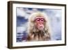Macaques Bath in Hot Springs in Nagano, Japan.-SeanPavonePhoto-Framed Photographic Print