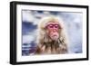 Macaques Bath in Hot Springs in Nagano, Japan.-SeanPavonePhoto-Framed Photographic Print