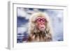 Macaques Bath in Hot Springs in Nagano, Japan.-SeanPavonePhoto-Framed Photographic Print