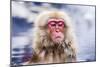 Macaques Bath in Hot Springs in Nagano, Japan.-SeanPavonePhoto-Mounted Photographic Print