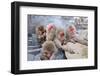 Macaques Bath in Hot Springs in Nagano, Japan.-SeanPavonePhoto-Framed Photographic Print