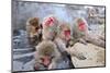 Macaques Bath in Hot Springs in Nagano, Japan.-SeanPavonePhoto-Mounted Photographic Print