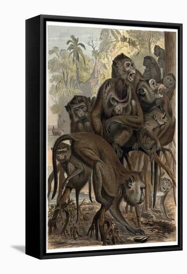 Macaques by Alfred Edmund Brehm-Stefano Bianchetti-Framed Stretched Canvas
