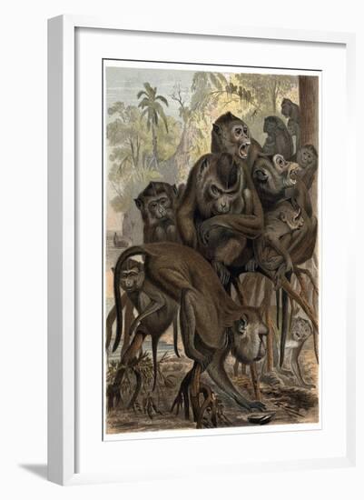 Macaques by Alfred Edmund Brehm-Stefano Bianchetti-Framed Giclee Print