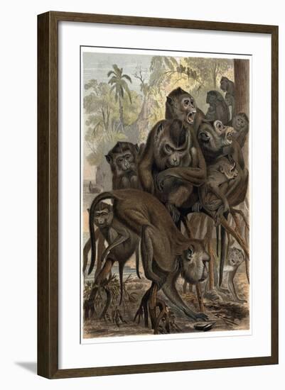 Macaques by Alfred Edmund Brehm-Stefano Bianchetti-Framed Giclee Print