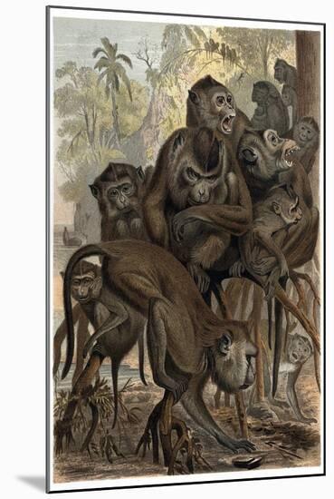 Macaques by Alfred Edmund Brehm-Stefano Bianchetti-Mounted Giclee Print