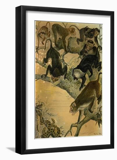 Macaques-null-Framed Giclee Print