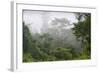 Macaranga Sp. an Early Coloniser of Logged Forest-Louise Murray-Framed Photographic Print