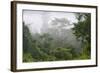 Macaranga Sp. an Early Coloniser of Logged Forest-Louise Murray-Framed Photographic Print