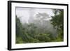 Macaranga Sp. an Early Coloniser of Logged Forest-Louise Murray-Framed Photographic Print