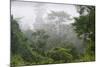 Macaranga Sp. an Early Coloniser of Logged Forest-Louise Murray-Mounted Photographic Print