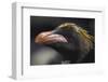 Macaroni Penguin on South Georgia Island-null-Framed Photographic Print