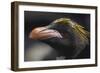 Macaroni Penguin on South Georgia Island-null-Framed Photographic Print