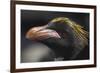 Macaroni Penguin on South Georgia Island-null-Framed Photographic Print
