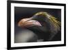 Macaroni Penguin on South Georgia Island-null-Framed Photographic Print