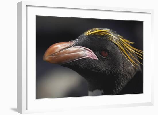 Macaroni Penguin on South Georgia Island-null-Framed Photographic Print