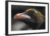 Macaroni Penguin on South Georgia Island-null-Framed Photographic Print